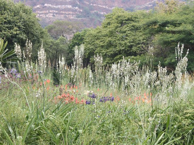 Giant Chlorophytum krookianum with Aloe verecunda and Agapanthus inapertus Walter Sisulu Botanical Garden